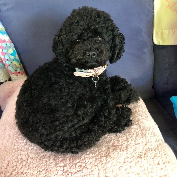 Meet your Posher, Riley - Picture 1 of 1